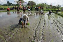 Wujudkan Ketahanan Pangan, Desa Ubung Kaja Gelar Penanaman Bibit Padi Unggul di Subak Pakel II Denpasar