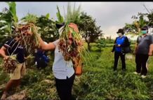Distan Denpasar Panen Bawang Merah di Subak Sembung Panen Bawang Merah