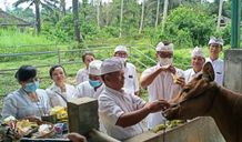Berhasil Tekan Kasus PMK, Distan Gelar Perayaan Tumpek Uye BADUNG