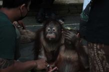 Upacara Tumpek Kandang Dilaksanakan di Bali Safari Park Bali Safari Park