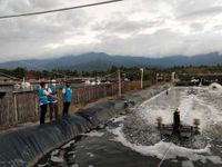 Manfaatkan Electrifying Agriculture, Pemilik Tambak Udang di Karangasem Capai Efisiensi Biaya Produksi Hingga 30 Persen Tambak udang