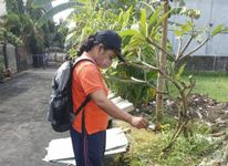 Minimalisir Lonjakan DBD Pemkot Denpasar, Gencarkan PSN 4M Plus DBD
