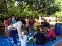 Tingkatkan Produktivitas Babi Bali, Akademisi Unwar Perkenalkan Teknologi Pakan Fermentasi Akademisi Unwar