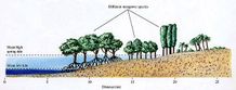Tahura Ngurah Rai Pastikan Penanaman Pipa di Bawah Akar Mangrove Tak Ganggu Ekosistem Mangrove