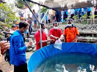 Program Padat Karya Berbasis Hewani, Desa Sumerta Kelod Tebar 10 Ribu Bibit Ikan Lele Ikan Lele