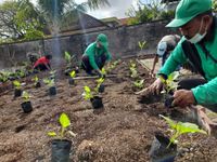 Kelurahan Pemecutan Ubah Lahan Kosong Eks Loak Gunung Agung Jadi Perkebunan Sayur Mayur Sayur Mayur