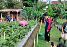 Desa Dauh Puri Kauh Manfaatkan Lahan Kosong Untuk Pertanian di Perkotaan Denpasar