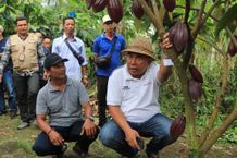 Bupati Tamba Dukung Program Tractions untuk Kembangkan Kakao Permentasi Jembrana Kakao