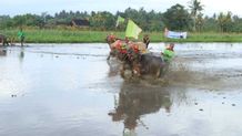 Makepung Lampit, Bupati Tamba Minta Jaga Warisan Budaya Makepung Lampit