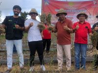 Panen Bawang Putih, Penjabat Bupati Buleleng Gandeng Perumda Untuk Serap Hasil Produksi Buleleng