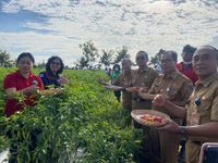 Tekan Laju Inflasi, Pemkot Denpasar Gelar Panen Cabai Hingga Beri Subsidi Ke Petani panen cabai
