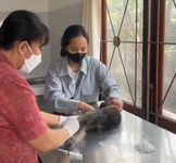 Tingkatkan Derajat Kesehatan Hewan, Distan Kota Denpasar Gelar ‘Pelayanan Kesehatan Pets Animal’ di UPTD Puskeswan Denpasar