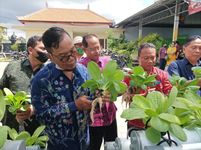 Desa Sidakarya Panen Perdana Program Padat Karya Tunai Nabati program padat karya