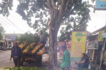 Deteksi Dini Pohon Rawan Tumbang Dimusim Hujan, Kelurahan Peguyangan dan Tim DLHK Denpasar Lakukan Perompesan Pohon Sepanjang Jalan Ahmad Yani Utara Denpasar