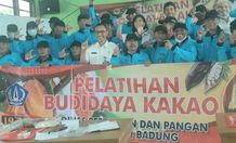 Badung Akan Kembalikan Kejayaan Kakao Pelatihan Budidaya Kakao