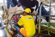 Pasca Mewabahnya PMK, Swasta Diminta Bantu Peternak Sapi Perah Peternak Sapi Perah