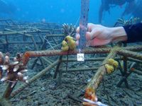 Mahasiswa Ilmu Kelautan FKP Unud Gandeng Warga Bunutan untuk Monitoring Terumbu Karang di Pantai Lipah fkp unud