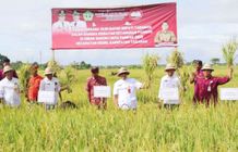 Menuju Ketahanan Pangan, Bupati Sanjaya Panen Padi Bersama Petani di Subak Gadon Panen Padi
