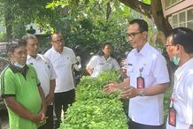 Antisipasi Kelangkaan Cabai, Badung Gelontor Ribuan Bibit Cabai ribuan bibit cabai
