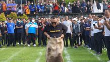 Pertandingan Olahraga Tradisional Meriahkan HUT KORPRI dan PGRI di Jembrana KORPRI & PGRI