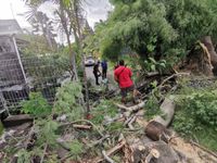Deteksi Dini Pohon Rawan Tumbang Dimusim Hujan, Desa Sumerta Kelod dan BPBD Denpasar Lakukan Perompesan Sepanjang Jalan Tukad Unda II perompesan pohon