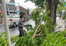 Kelurahan Sesetan Respon Cepat Kejadian Pohon Tumbang Saat Hujan pohon tumbang