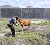Tindaklanjuti Aduan Warga, Kelurahan Padang Sambian Pantau Sapi Yang Berkeliaran di Pemukiman tindaklanjuti aduan warga