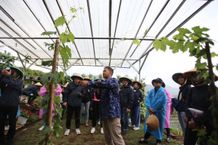 Aksi Hijau Kampung Berseri Astra Suntenjaya Terapkan Pertanian Ramah Lingkungan Kampung Berseri Astra