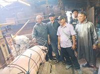 Bentuk Ketahanan Pangan, Desa Sidakarya Panen 18 Ekor Babi Ternak Babi Ternak