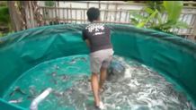 Gencarkan Program Ketahanan Pangan, Kelompok Uma Mina Segara Desa Pemogan Budidayakan Ikan Lele budidaya lele