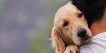 Sempat Digigit Anjing Tetangga, Perempuan di Buleleng Meninggal Suspek Rabies Rabies