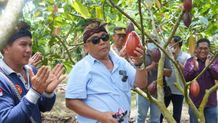 Ekasari Dicanangkan Sebagai Desa Kawasan Kakao Organik Kakao