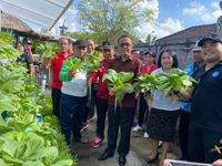 Tekan Inflasi, Pemkot Denpasar Gencar Gelar Operasi Pasar, Wali Kota Jaya Negara Panen Sayuran di Rumah Bibit Asta Gina Guna Karya panen sayuran
