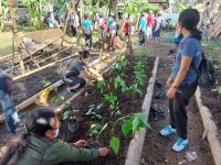 Penguatan Ketahanan Pangan, Kelurahan Padangsambian Tanam Ratusan Pohon Cabai, Tanaman Buah dan Sayuran tanam pohon