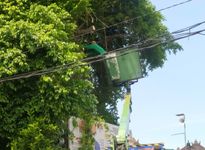 Antisipasi Pohon Tumbang, Desa Pemogan dan DLHK Kota Denpasar Lakukan Perompesan Pohon pohon tumbang