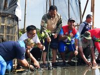 Ajak Masyarakat Lestarikan Hutan Mangrove, Wawali Arya Wibawa Bersama Forkopimda Tanam 2000 Bibit Mangrove tanam mangrove