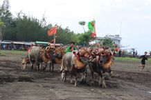 Serunya Atraksi Mekepung Diiringi Kendang Mebarung Disirkuit All in One Jembrana