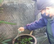 Cegah Penyebaran Demam Berdarah, Puskesmas III Densel Gelar Gerakan Pemberantasan Sarang Nyamuk pemberantasan nyamuk