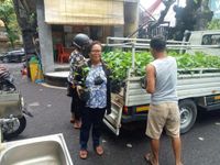 Desa Dangin Puri Klod Bagikan Bibit Cabai Gratis Kepada Masyarakat Cabai