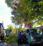 Antisipasi Pohon Tumbang, DLHK Denpasar Rutin Intensifkan Perompesan Pohon Tumbang