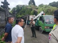 Cuaca Ekstrem Sejumlah Pohon Tumbang, Wawali Arya Wibawa Imbau Masyarakat Agar Hati-Hati dan Waspada pohon tumbang