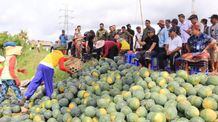Panen Semangka Unggul Jembrana, per Hektar Capai 40 Ton Bupati Tamba