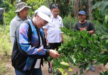 Upaya Kembalikan Kejayaan Jeruk Keprok Tejakula, Putri Koster Bagikan Seribu Bibit Pada Petani Setempat Upaya Kembalikan Kejayaan Jeruk Keprok Tejakula,