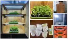 Mahasiswa Teknik Pertanian dan Biosistem Kembangkan Microgreen Lobak sebagai Solusi Urban Farming ftp unud