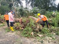 Pemotor Tertimpa Pohon Tumbang di Desa Wanagiri Desa Wanagiri