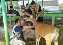 Cegah PMK Menjangkit, Puluhan Ekor Sapi di Kesiman Diuji Sampel Darahnya Cegah PMK