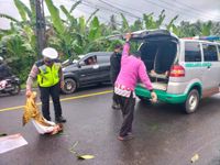 Tabrak Tronton Parkir, Pemotor Tewas di TKP Tabrak Tronton