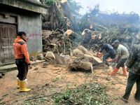Hujan Deras, Dahan Pohon Patah Timpa Rumah & Balai Desa Pohon Tumbang
