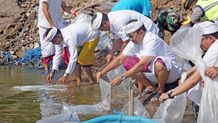 Rayakan Tumpek Uye, Sekda Suyasa Tebar Ribuan Benih Nila Rayakan Tumpek Uye