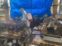 Antisipasi Penyebaran Flu Burung Clade Baru, Distan Kota Denpasar Gencarkan KIE dan Biosecurity Sasar Pasar Unggas KIE